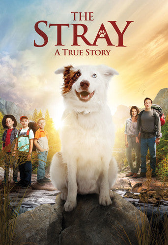 THE STRAY  (2018) - DVD