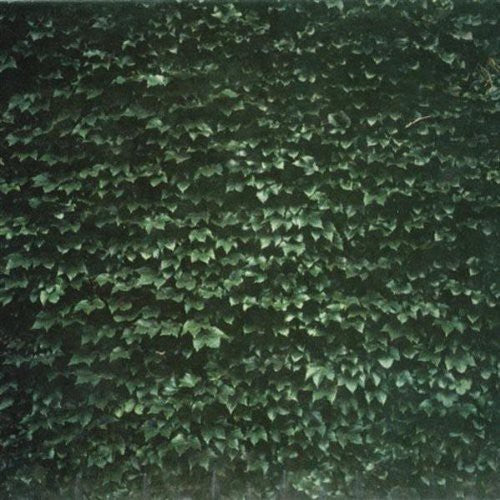 ORDER OF THINGS - CD