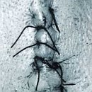 INFLICTION - CD